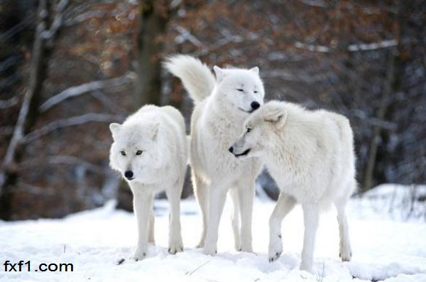 شباهت معامله گر با گرگهای قطب شمال