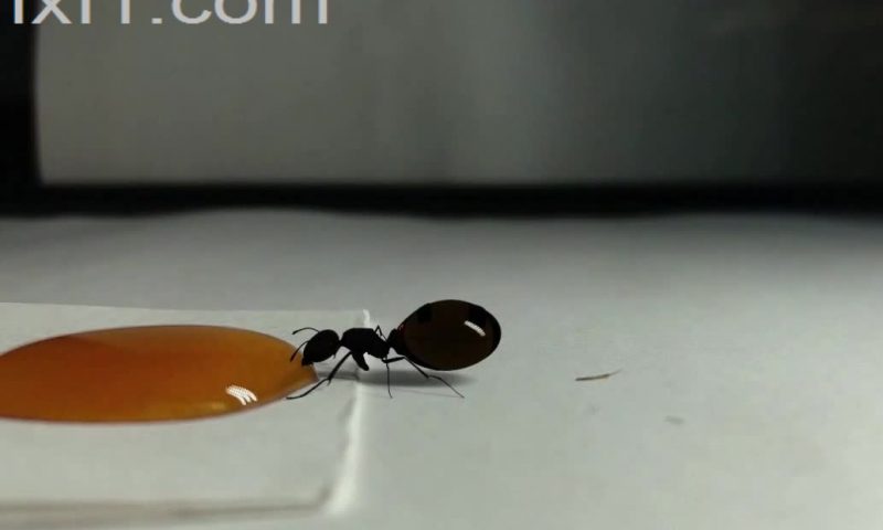 داستان معامله گر و مورچه