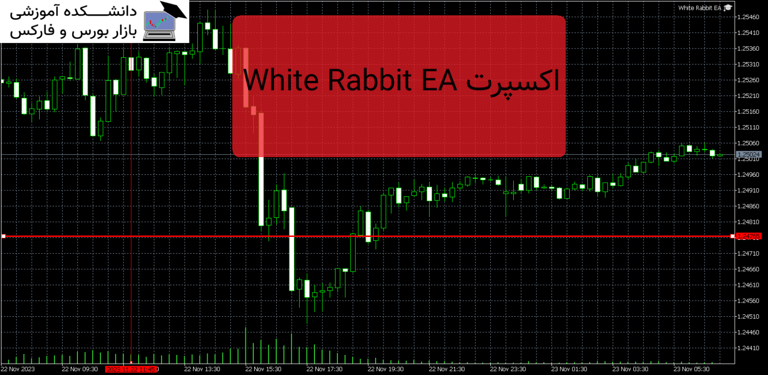 White Rabbit EA دانلود و معرفی اکسپرت MT5